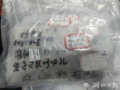 江漢大學(xué)花卉種子“飛天”記：櫻花野菊花太空育種新嘗試