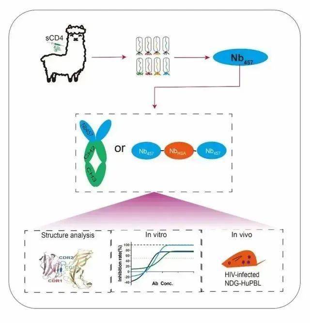 HIV 中和納米抗體發(fā)現(xiàn)與工程改造