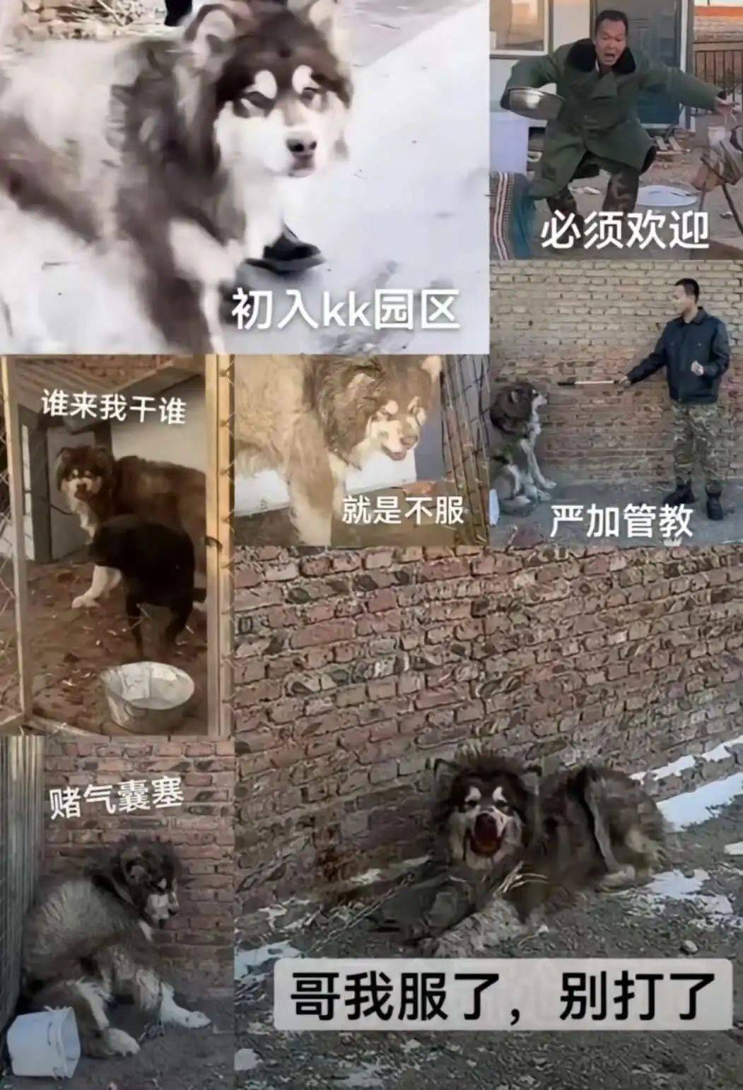 潘宏訓(xùn)狗基地中的阿拉斯加犬